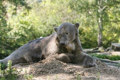 Die Pfleger wollen Knut und Gianna nun vorsichtig und Schritt für Schritt an die stressige neue Situation gewöhnen. (FOTO: DPA)