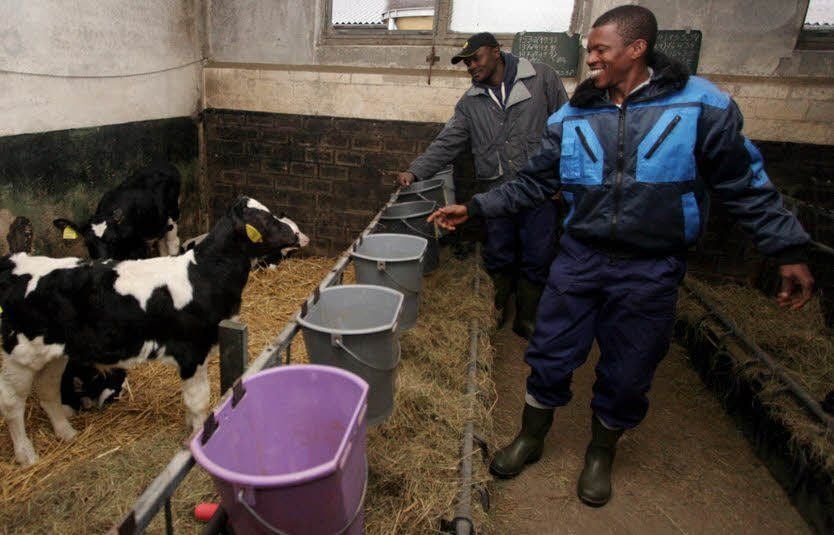 Im Landgut „Elbeland“ Axien kümmerten sich Omoniyi Emmanuel Akilapa (rechts) und Moses Olalekan Makanju morgens gemeinsam mit Axiener Tierzüchterinnen um die Kälber.