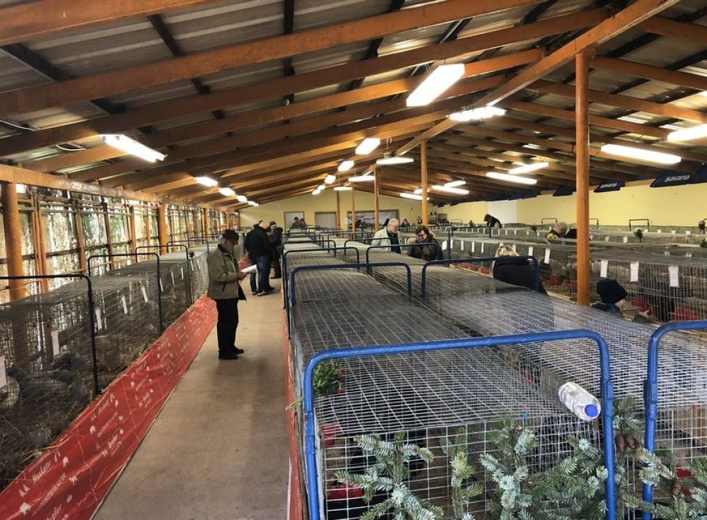 10. Kreisschau der Rassegeflügelzüchter in Brücken: Über 400 Tiere wurden ausgestellt.