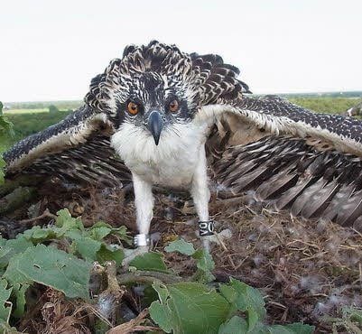 Frühjahr 2014: Nachwuchs bei den Fischadlern im Biosphärenreservat