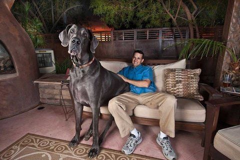 «Giant George» und sein Besitzer Dave Nasser teilen sich in Tucson (Arizona, USA) ein Sofa. In Magdeburg hingegen hat ein Mann Klage gegen ein Möbelhaus eingereicht, weil sein Luxussofa die Mitbenutzung durch seinen mittelgroßen Hund nicht ausgehalten habe. (ARCHIVFOTO: DPA)