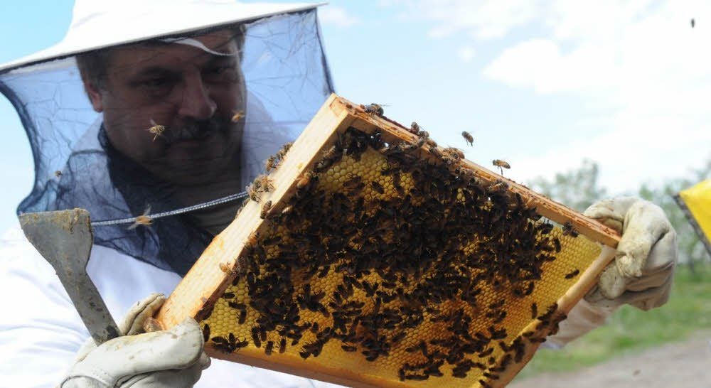 Frank Lorenz begutachtet die Bienenwaben. Sein Wanderwagen steht derzeit am Süßen See.