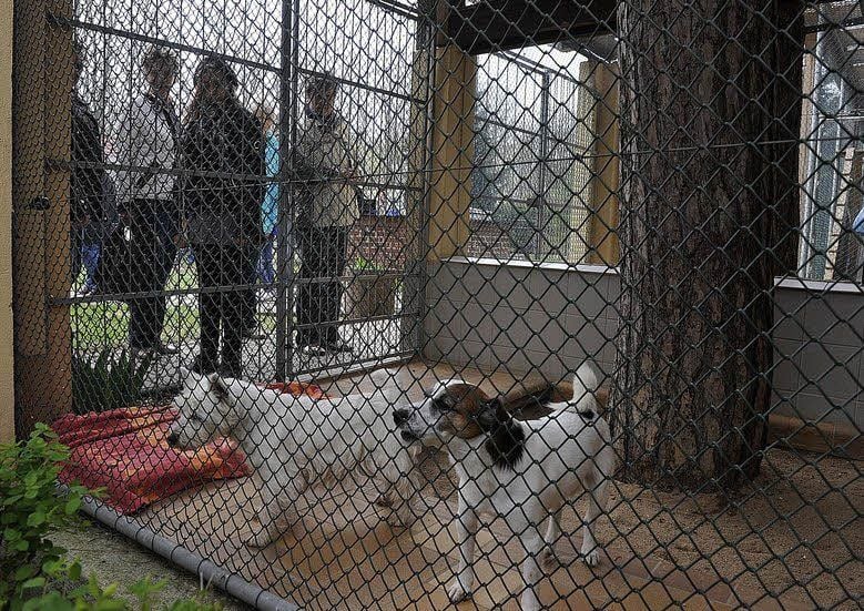 Den freien Mittwoch nutzten Besucher aus Wittenberg und Umgebung für einen Besuch im Wittenberger Tierheim.