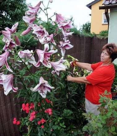 Karin Richter aus Naundorf vor ihrer mehr als zwei Meter großen Baumlilie