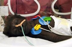 Das unterzuckerte und ausgetrocknete Gorilla-Junge wurde ins Krankenhaus gebracht, weil eine Uniklinik für Menschen technisch besser ausgerüstet ist als eine Tierklinik. (Foto: dpa)