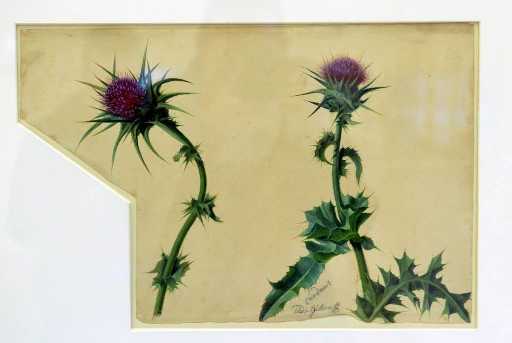 Senffs Distelblüten
