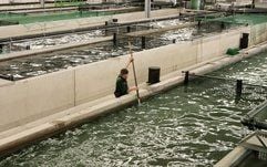 In der Störfarm Jessen (Landkreis Wittenberg) arbeitet ein Fischwirt in einer großen Halle mit Haltungsbecken, in denen sibirische Störe aufgezogen werden. (Foto: dpa)