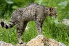 Eine Europäische Wildkatze (lat.: Felis silvestris) steht aufmerksam auf einem Stein und beobachtet ihr Revier (Foto: dpa)