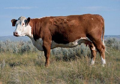 Das Erbgut der Hereford-Kuh bildet die Grundlage für die Entzifferung des Kuhn-Genoms. Ein internationales Forscherteam hat das gesamte Erbgut der Kuh entziffert. Die Kuh habe mindestens 22 000 Gene. Ein erster Vergleich zeige, dass Kühe näher mit dem Menschen als mit Mäusen und Ratten verwandt sind. (Foto: Michael MacNeil/dpa.)