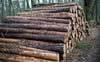 Baumstämme liegen zum Verkauf bereit. Immer häufiger stehlen Kriminelle ganze Lkw-Ladungen Holz aus Sachsen-Anhalts Wäldern.