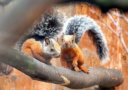 Bunthörnchen im Magdeburger Zoo