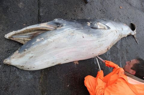 Ein Präparator untersucht in Stralsund die Speckschicht eines Zwergwals. (FOTO: DPA)