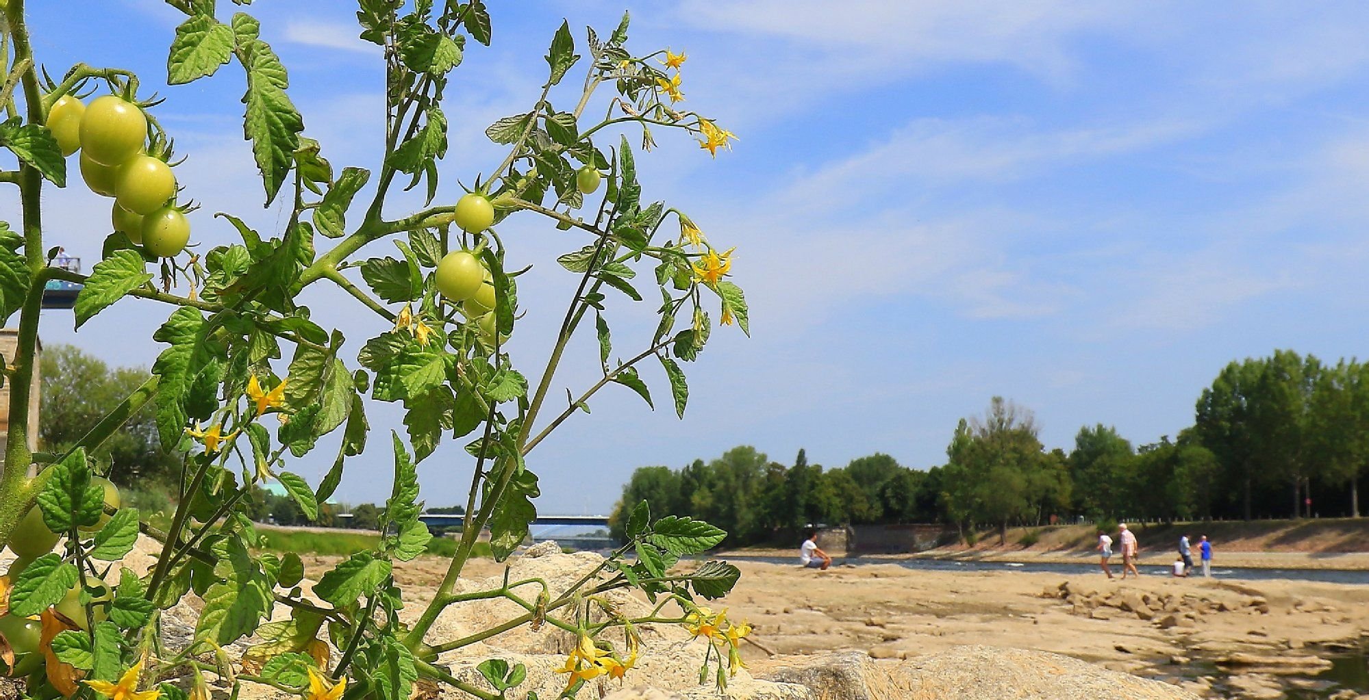 Tomaten gedeihen im ausgetrockneten Flussbett der Elbe in Magdeburg. Der Wasserstand am Pegel in Magdeburg beträgt 54 Zentimeter.