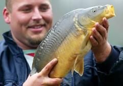 Alexander Marx, Fischwirt im Fischereibetrieb Marx in Wüstenjerichow (Kreis Jerichower Land) hält am Mittwoch (21.12.2005) einen Karpfen in seinen Händen. Rund 3,5 Tonnen Karpfen und vier Tonnen Forellen verlassen vor den Festtagen den traditionsreichen Betrieb. (Foto: dpa)