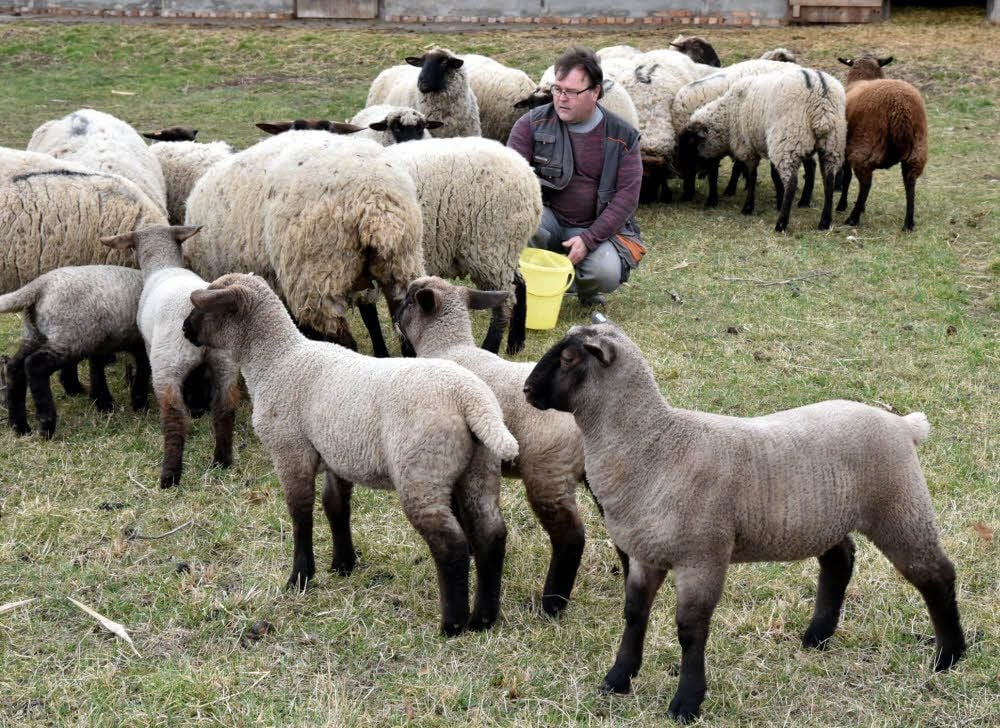 Maik Ilisch betreut die Schafe an der Herrenmühle Weißenfels. Seit Dezember sind dort 19 Lämmer auf die Welt gekommen.