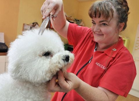 Die Hundefriseurin Anke Schäfer arbeitet am 28.09.2012 in ihrem Salon in Stadtroda am Bichon Frise «Chico». Anke Schäfer ist Kapitän der Deutschen Nationalmannschaft der Hundefriseure. (FOTO: DPA)