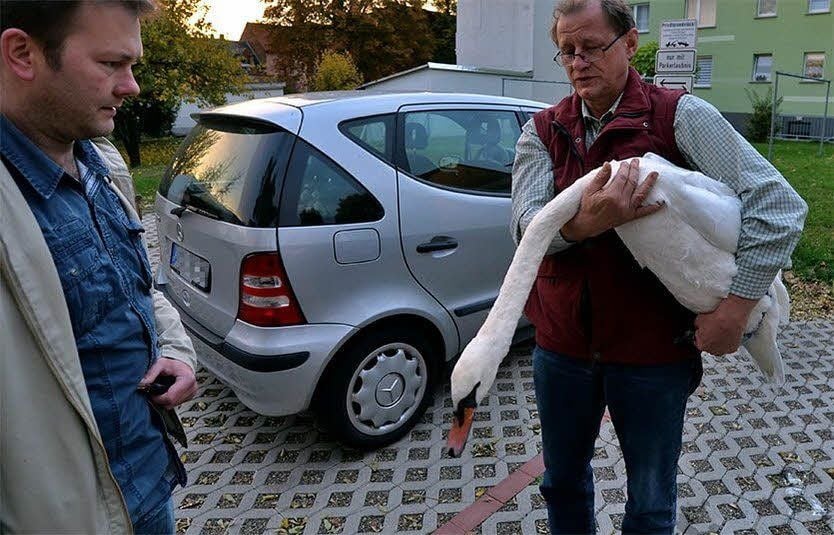 Ein Schwan hat sich an der Ramdohrstraße niedergelassen. Tierarzt Michael Kahl (r.) und Christian Wieser fingen das Tier ein.