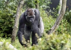 Ein ausgebrochener Gorilla hat am Freitag im Zoovon Rotterdam vier Menschen verletzt. (Archivfoto: dpa)