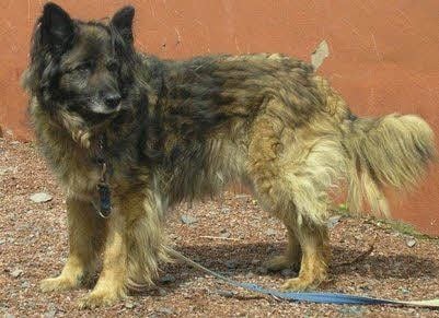 Dieser Schäferhund ist entlaufen und befindet sich momentan im Tierheim Sangerhausen.