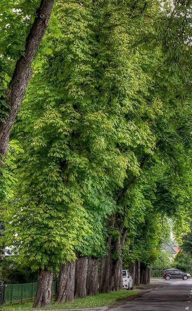 Die Allee in Rottleberode.