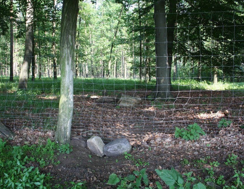 Unter diesem Zaun haben sich die Wölfe in das Wildgehege durchgegraben.