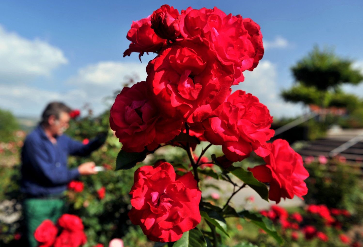 Blüten der Rosenzüchtung «Gruß an Heidelberg» leuchten im Europa-Rosarium Sangerhausen vor dem blauen Himmel.