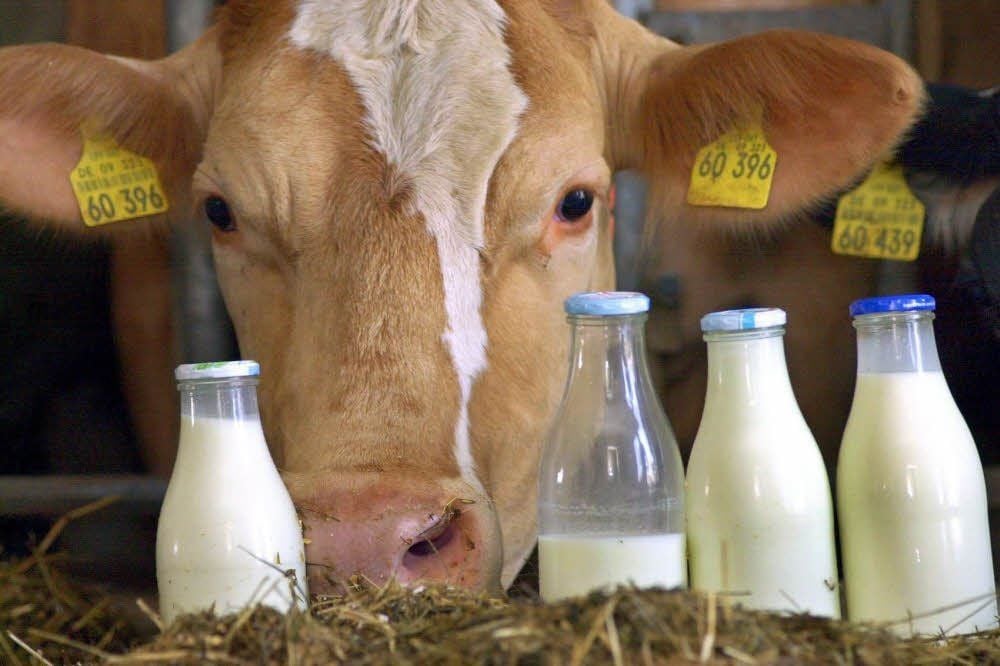 Ein hochwertiges Produkt von Kühen aus der Region will die neu gegründete Milcherzeugergemeinschaft Qualitätsmilch Elbe-Saale den Molkereien anbieten. Zehn Betriebe sind Mitglied in dem ersten Verbund dieser Art hierzulande. Sie erhoffen sich damit eine bessere Position am Markt.
