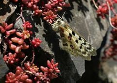 Ein Apollofalter rastet auf einer Weinbergsmauer bei Kobern-Gondorf (Kreis Mayen-Koblenz) auf seiner Futterpflanze, dem Mauerpfeffer (Foto: dpa)
