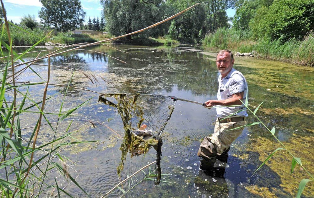 500 tote Fische im Holzweißiger Teich 500 tote Fische im Holzweißiger