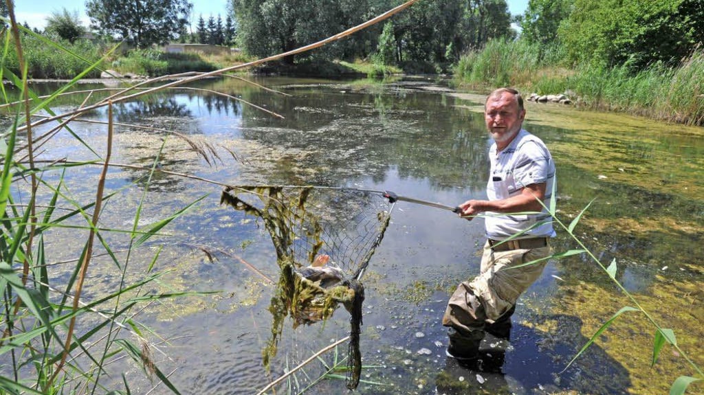500 tote Fische im Holzweißiger Teich 500 tote Fische im Holzweißiger