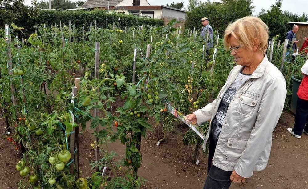 200 unterschiedliche Tomatensorten können die Besucher in diesem Jahr in Augenschein nehmen.
