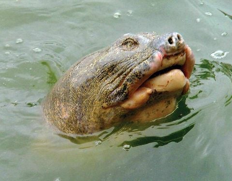Die berühmteste Schildkröte Vietnams ist nach mehreren erfolglosen Versuchen in einem See in Hanoi gefangen worden. Das Tier ist wahrscheinlich mehr als 100 Jahre alt - nach vietnamesischer Überzeugung eines der vier letzten Exemplare seiner Art. (ARCHIVFOTO: DPA)