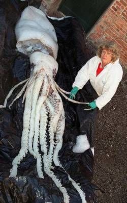 Der 200 Kilogramm schwere Tintenfisch