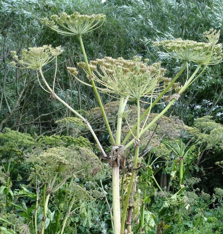 Der Riesen-Bärenklau wird auch Herkulesstaude genannt. Ursprünglich stammt sie aus dem Kaukasus. Ihr Saft kann zusammen mit Sonnenlicht Geschwüre verursachen.