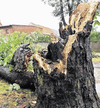 In der Pannigkauer Dorfstraße wurde eine Kastanie von einem Blitz getroffen und stürzte um. Dabei riss der Baum Strom- und Telefonleitungen mit.
