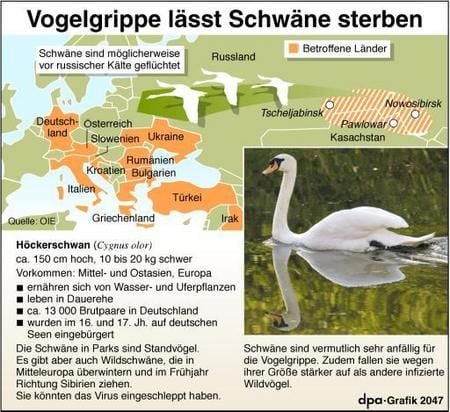 Wo haben sich die Schwäne infiziert? (Grafik: dpa)