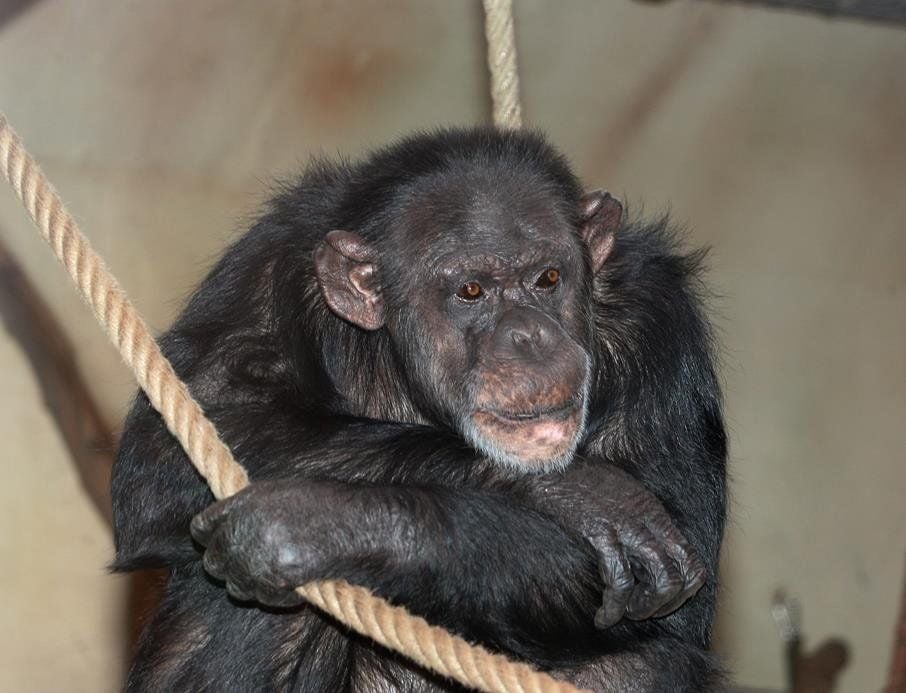 Die Schimpansin Banghi ist am Sonntagmachmittag kurzzeitig aus ihrer Unterkunft im Affenhaus im Bergzoo Halle entkommen.
