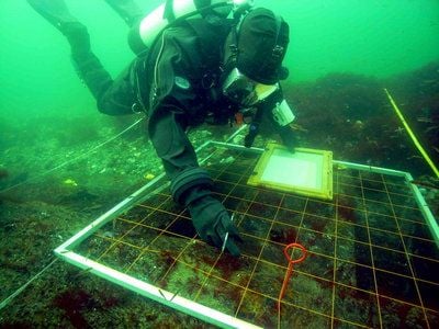 Ein Taucher am Wrack des schwedischen Kriegsschiffes von 1715. (FOTO: DPA)