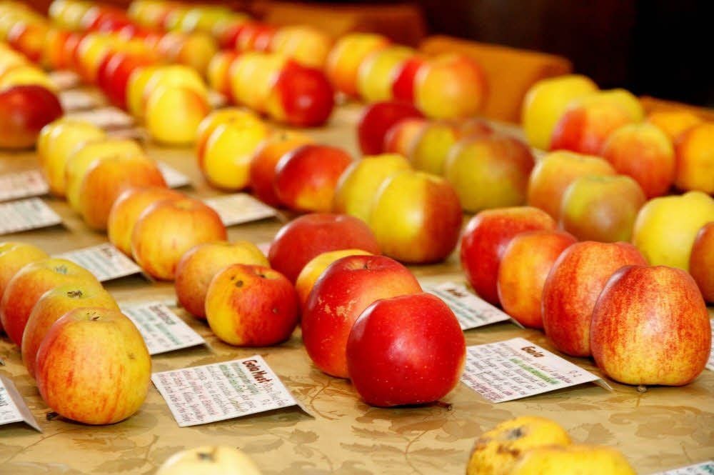 Äpfel, so weit das Auge reicht. Bei der Kernobstausstellung in Teuchern waren viele Exemplare zu sehen und zu kosten.