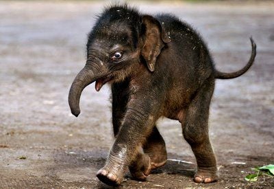 «Pathi Harn» nach seiner Taufe durch Buddhistische Mönche am 25. März im Taronga Zoo in Sydney. (FOTO: DPA)