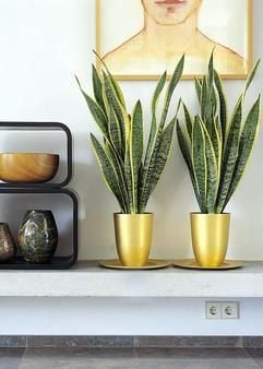 Mehr als nur «Grünzeug» für die Kneipen-Fensterbank: Der Bogenhanf Sansevieria passt auch in trendig gestaltete Wohnzimmer. (Foto: dpa)