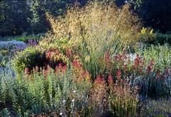 Alternative zum Heidegarten aus Erika und Besenheide: Federgrasarten (Stipa) sorgen für den grünen Grundton, wenn im Garten eine Steppenheide und Kurzgras-Prärie angelegt werden soll. (Foto: dpa)