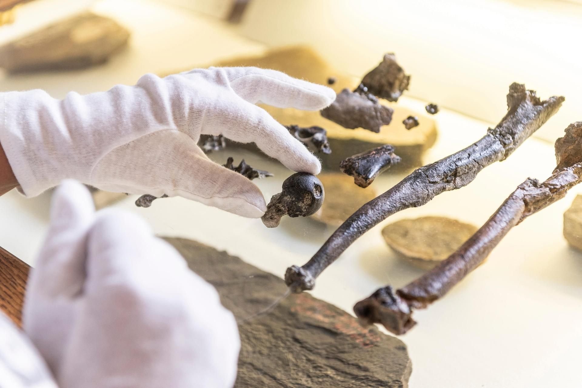 Handknochen des Menschenaffen