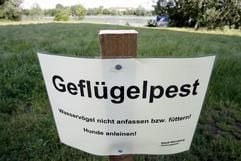 «Geflügelpest» ist in Nürnberg (Mittelfranken) auf einem Schild vor dem Wöhrder See zu lesen. (Foto: dpa)