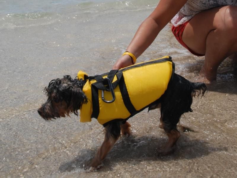 Tierisches Vergnügen: Auch Hund Rocco hat auf der Haulover-Sandbank eine Menge Spaß.