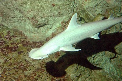 Ein Hammerhai im Henry Doorly Zoo in Ohama (FOTO: DPA)