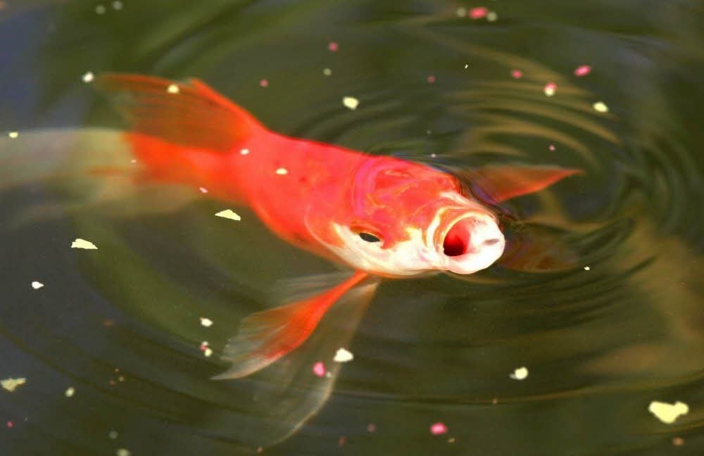 Platz zum Schwimmen und Futterschnappen - so mag es der Goldfisch.