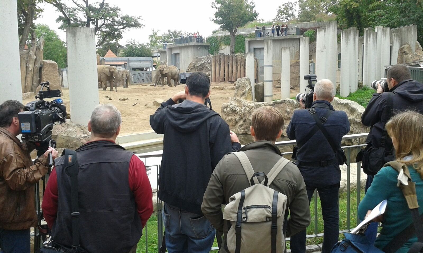 Medienandrang vor dem Elefantengehege am Dienstag im Bergzoo in Halle.