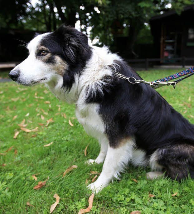 Für den fünf Jahre alten Border Collie Max wird ein neues Zuhause gesucht.