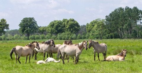 Eine Herde Wildpferde. In die Wildnis der dortigen Auenlandschaft wurden durch ein spezielles Projekt des NABU Pferde angesiedelt. (FOTO: DPA)